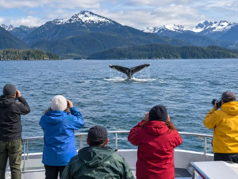 Observation des baleines et excursion d’une journée au glacier Mendenhall